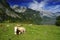 Cows and Koenigssee