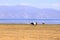 Cows in Kyrgyzstan at Lake Song-Kul (Song-Kol