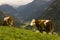 Cows in landscape of Austrian Alps