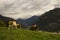 Cows in landscape of Austrian Alps