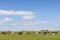 Cows in a landscape grazing in the pasture, peaceful and sunny in flat land with clouds on the horizon, wide view of a herd in