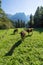 Cows. Landscape protection area AchstÃ¼rze. Cattle and alps in the background.