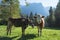 Cows. Landscape protection area AchstÃ¼rze. Cattle and alps in the background.