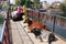 Cows laying on a bridge, Udaipur, India