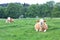 Cows laying on the field