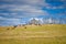 Cows laying in a field by a tobacco barn, Central Kentucky