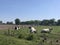 Cows laying in the grass around Sinderen