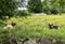 Cows laying in the pasture