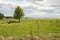 Cows laying under tree