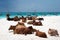 Cows lie on a beach on the shores of the Indian Ocean in northern Zanzibar,