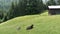 Cows lie on grass meadow in alpine countryside animal farm in Bavarian mountains