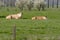 Cows lie in the pasture