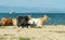 Cows lie on a sandy beach, animals bask in the sun. Cattle on the sea coast. Beautiful nature background