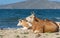 Cows lie on a sandy beach, animals bask in the sun. Cattle on the sea coast. Beautiful nature background.