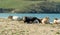 Cows lie on a sandy beach, animals bask in the sun. Cattle on the sea coast. Beautiful nature background