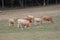 Cows Light Brown in Pasture-Summers end