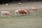 Cows Light Brown in Pasture-Summers end