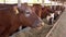 Cows on a livestock farm eat grass. Dairy factory.