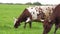 Cows on livestock farming. Cows grazing on green meadow