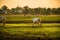 Cows are living in the green grasslands by the river in the Sunset evening