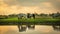 Cows are living in green grasslands by the river in the Sunset evening in Thailand