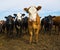 Cows looking at camera