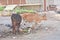Cows looking for food on the streets of Jodhpur, India