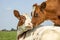 Cows love playfully cuddling another young cow lying down in a pasture under a blue sky, calves love each other