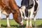 Cows love, playfully cuddling heads close together in a pasture, color diversity under a blue sky