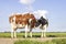 Cows love, playfully cuddling on a path in a pasture under a blue sky