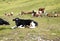 Cows lying on mountains pasture