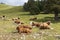 Cows lying on mountains pasture