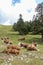 Cows lying on mountains pasture