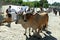 Cows, Manaca Iznaga, Cuba