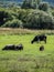 Cows in the meadow.