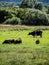 Cows in the meadow.