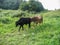 Cows in the meadow.