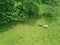 Cows on meadow above view