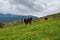 Cows in a meadow among beautiful mountains. Animals