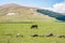 Cows on meadow in Bughdasheni Reserve in mountains in south of Georgia near Ninotsminda