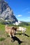 Cows in a meadow close to the top of Ciampinoi cable car above Selva, with Sassolungo mountain and the Chain of Sciliar in the bac