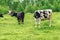 Cows in the meadow. Cows graze on grasslands