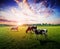 Cows meadow field pasture