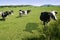 Cows on the meadow fresian cattle