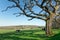 The Cows In The Meadow, In The Shade Of The Oak Tree