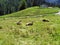 Cows in the meadow and small shelter in the hills