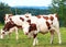 Cows in meadow standing and eating grass