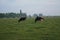 Cows in meadow by sunset