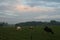 Cows in meadow by sunset