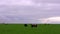 Cows on a meadow. Timelapse